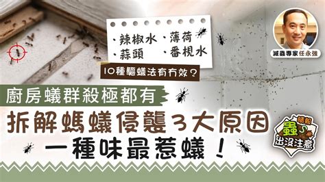 屋企 突然 好多螞蟻|【蟻出沒注意】屋企有蟻入屋？ 教你5招天然滅蟻法 